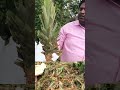 மிகவும் அரியவகை கொல்லிமலை அன்னாசி 🍍🍍 நாற்றுகள் கிடைக்கும் multicrop agri pineapple u2_organic