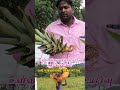 மிகவும் அரியவகை கொல்லிமலை அன்னாசி 🍍🍍 நாற்றுகள் கிடைக்கும் multicrop agri pineapple u2_organic