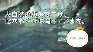 わさび屋株式会社 ー 蛇穴洞窟探検隊！ ー