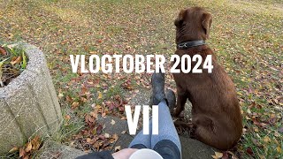 Das erste Mal wieder auf dem Platz reiten :) | Vlogtober | Pocketholsteiner