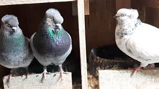 Tippler Pigeons and other Breeds 2020 Breeding Season