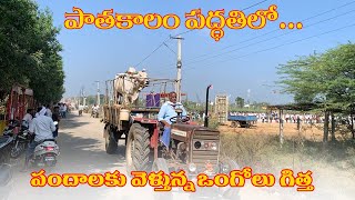 Ongole  గిత్త పందానికి | పాతకాలం పద్ధతి లో  | Bulls of Andhra