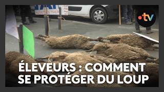 Eleveurs : comment se protéger du loup ?