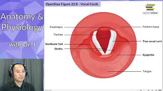 PHYL 142 | Respiratory | Larynx, Vocal Cords \u0026 Glottis