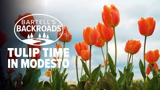 Springtime is tulip time in Modesto | Bartell's Backroads