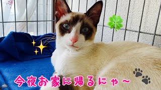 迷い猫ちゃん🏠🐈💕お家に帰るにゃ🐾