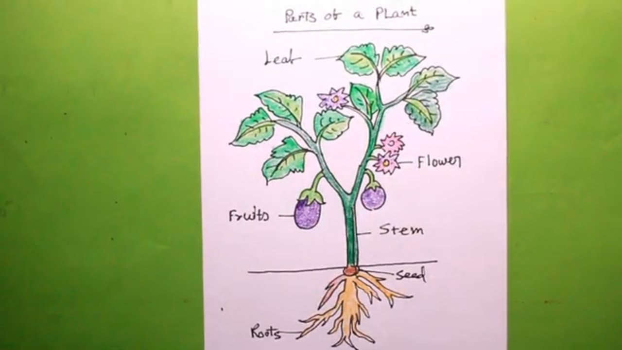 How TO Draw A Plant/let's Draw The Parts Of A Plant/plant Drawing For ...