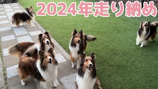 【シェルティ】2024年走り納め🐾【寒かった】