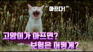 [ENG SUB] 반려동물 보험 가입, 지금 해? 말아?