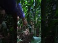 Growing Garlic Inside Cornfields #satisfying #shot