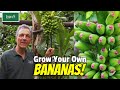 Grow Your Own Sweet & Tasty Bananas at Home!