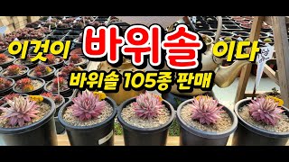 바위솔,세덤 105종 준비했습니다~~~~~~!