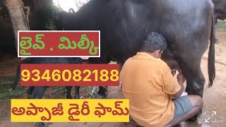 .9346082188.ఆంధ్రాలో ప్యూర్ ముర్రా జాతి గేదెలు అమ్మబడును అప్పాజీ డైరీ ఫామ్.