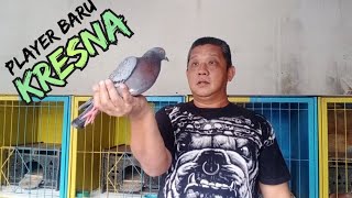 MENGATASI BURUNG PLAYER YANG TURUNNYA MLINTIR