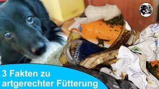 Glücklicher Hund durch artgerechtes Futter? Das musst du darüber wissen!