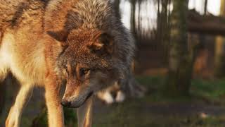 Wolfs.wolves inspire both adoration and controversy around the world.