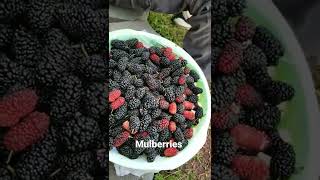 Mulberries Harvest