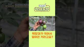 [역전의부자농부 259회] 백향과가 익어서 떨어진 거라고요?