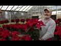 Twelve Days of Experts: How to Choose and Care for Your Poinsettia