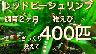 レッドビーシュリンプ　飼育２ヶ月稚えび400匹