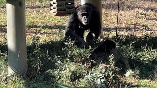 番外編 お母さん居なくなって泣くディルがかわいい【多摩動物公園】【2022年12月12日】 2022年6月7日にチンパンジーの赤ちゃんが生まれました。