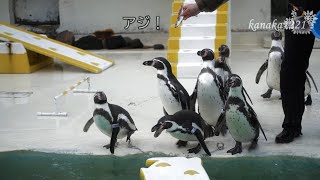 おたる水族館 ペンギンが、ガッカリしたペンギンショー