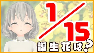 【花言葉】１月１５日の誕生花は？／花白もか