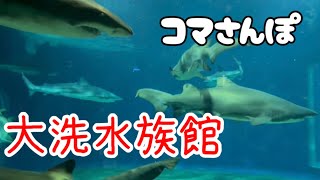 【大洗水族館】さつまいも水槽　#水族館 #shark #sharks