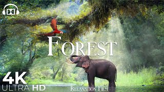 Forest 4K 🐘 Rainforest Relaxation Film - Peaceful Relaxing Music - Nature 4k Video UltraHD