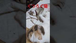 # 3姉妹#くつろぐ  #ねむい #cat #cute #アピール合戦 # cats #キャッツ #猫じゃらし #猫 #子猫 #もふもふ#シンガプーラ#スコティッシュ#エキゾチック♯寝起き