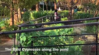 Bald Cypress 2025 (Part 6) - Taipei, Taiwan