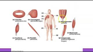 Human Anatomy Chapter 11 Muscles of the Body