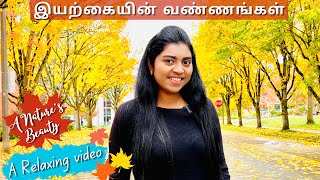 🍁என்ன அழகு எத்தனை அழகு | இலையுதிர் காலம் | Fall Autumn season USA | Relaxing video | USA Tamil VLOG