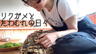 飼育されて20年のヒョウモンガメとアラフォー飼い主が戯れた日の記録。