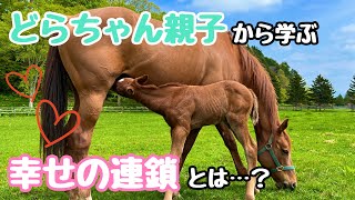 どらちゃん親子から学ぶ『幸せの連鎖』【とねっこ】【サラブレッド】