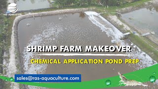 Pond Based Shrimp Farm Makeover | Chemical Posing for Shrimp Pond Preparation | RAS AQUACULTURE