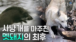 사냥개가 멧돼지를 추적하기 시작한다. 야생동물의 천적은 누구인가 | KBS 환경스페셜 080402 방송