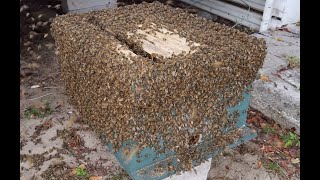 Huge Honeybee Colony Removal And Save