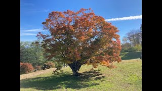 紅葉：大峰高原七色大カエデまで　長野県松本市～国道254号～国道19号～安曇野市～県道51号～池田町～県道274号（Matsumoto city～Azumino city～Ikeda town）