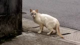 青眼の白猫（ブルーアイズホワイトキャット）【道中でエンカウントした猫動画】＋おまけ