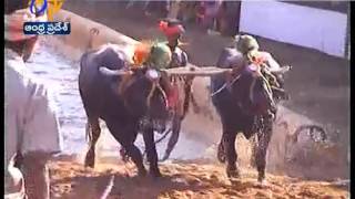 Karnataka Cabinet Clears Amendment to Allow Kambala