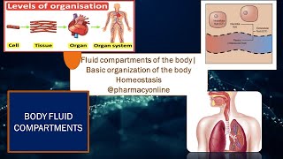 Basic organization of the body| Fluid compartments of the body| Homeostasis