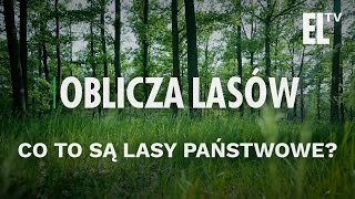 Co to są Lasy Państwowe? | Oblicza lasów #1