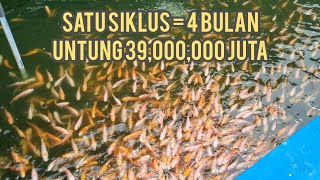 Keuntungan budidaya ikan nila skala rumahan