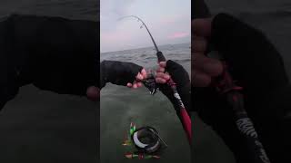 Mancing Cumi-cumi Besar , Tarikanya Kuat Sekali #shortsvideo #shortvideo #shortsfeed #fishing