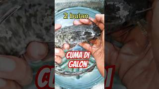 Proses pertumbuhan ikan lele dalam galon 0 sampai 2 bulan #fish #leledigalon #ikanlele