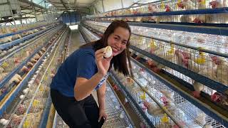 7 Months ng nangingitlog: Ilang percent kaya ang egg production?