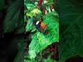 #butterfly #reels #shorts #trending #viral #status #youtubeshorts #ytshort #colourful_insects