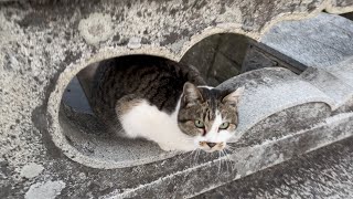 散歩中の犬が通り過ぎるのを待ってるサバ白ちゃん#猫#猫動画#サバ白#cat