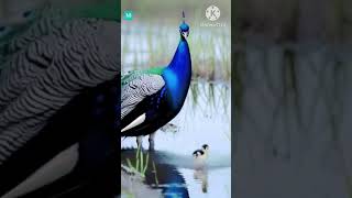 Graceful Guardian: A Peacock #nature #ai #mother #shorts #birdslover